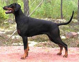 Zonsierraz Zorina | Black Doberman Pinscher