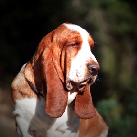 Alfredo Turguesa playa | Basset Hound 