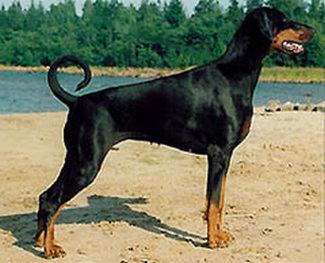 Zonsierraz Zelda | Black Doberman Pinscher