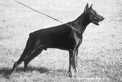 Jerry v.d. Burg Litermont | Black Doberman Pinscher