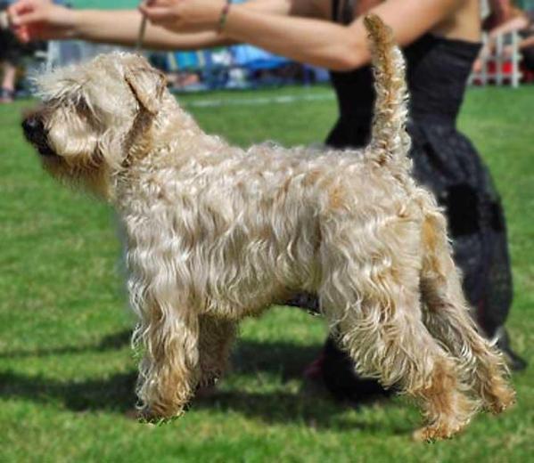 Irish Tullamore's Doglas | Soft Coated Wheaten Terrier 