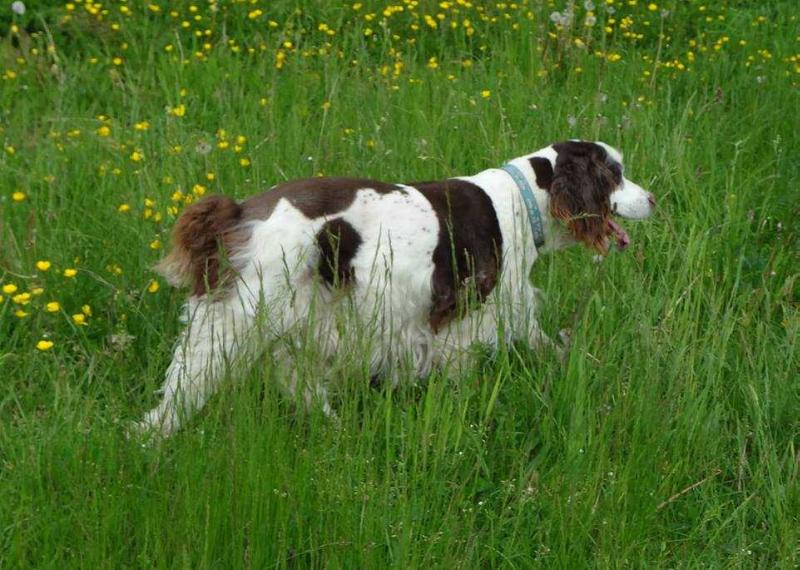 Jessabeez Outlaw James | English Springer Spaniel 