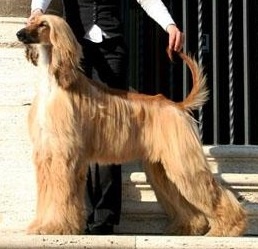 Way Up Bailey's &amp; Ice | Afghan Hound 