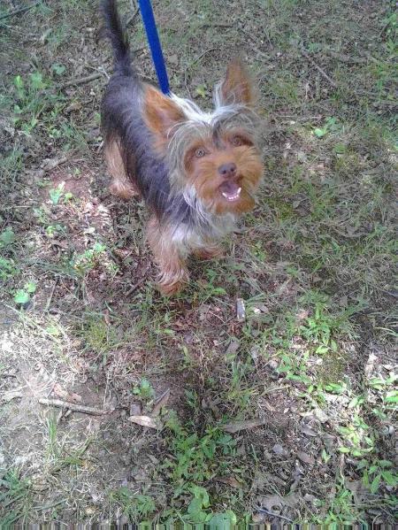 Moemoe's Chocolate Cookie Coco | Yorkshire Terrier 
