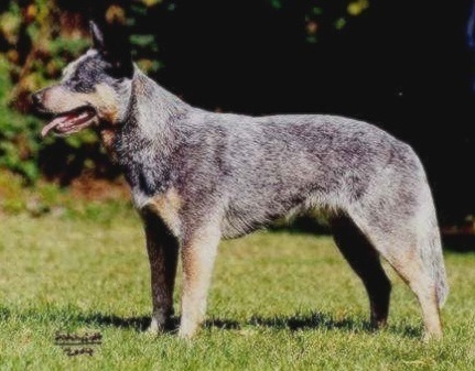 Wild Willow's Blue Dusty Dunya | Australian Cattle Dog 