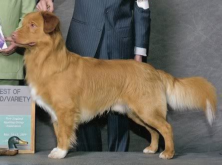 Brandywine June Louie Blue | Nova Scotia Duck Tolling Retriever 