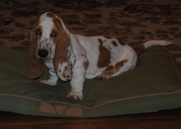 Cove Mountain Daisy May | Basset Hound 