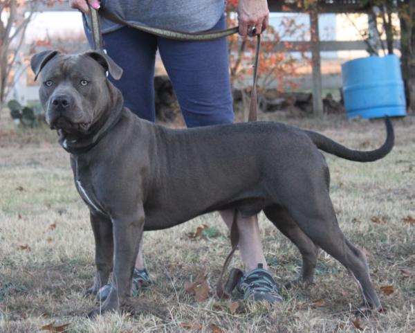 Cerberus of Acheron | American Pit Bull Terrier 