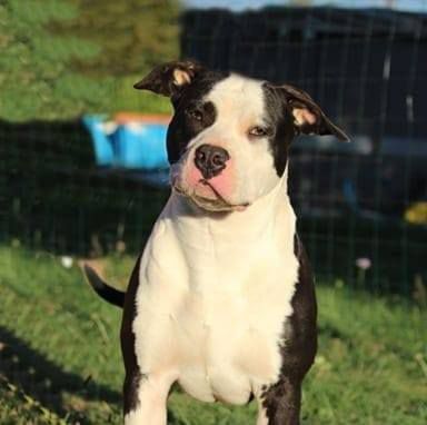 olyfield des amours de stafford | American Staffordshire Terrier 