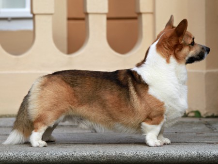Albert Freston | Pembroke Welsh Corgi 