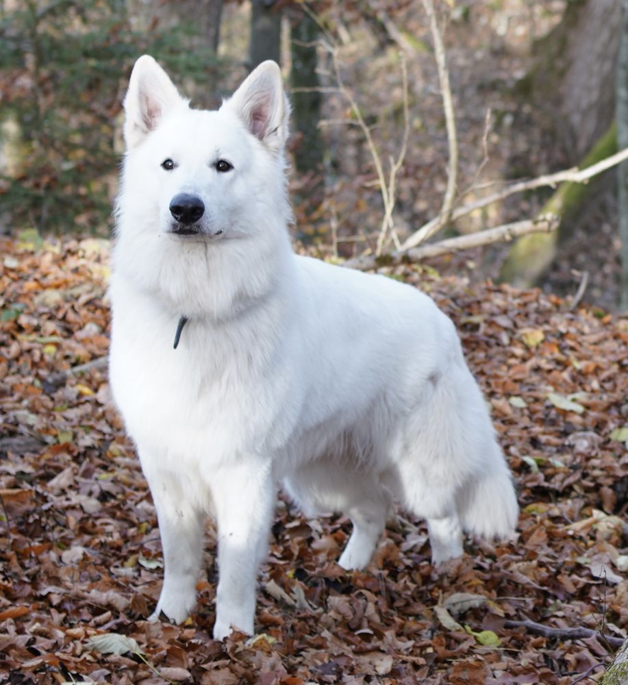 Falk-Miro vom Aachtobel | White Swiss Shepherd Dog 