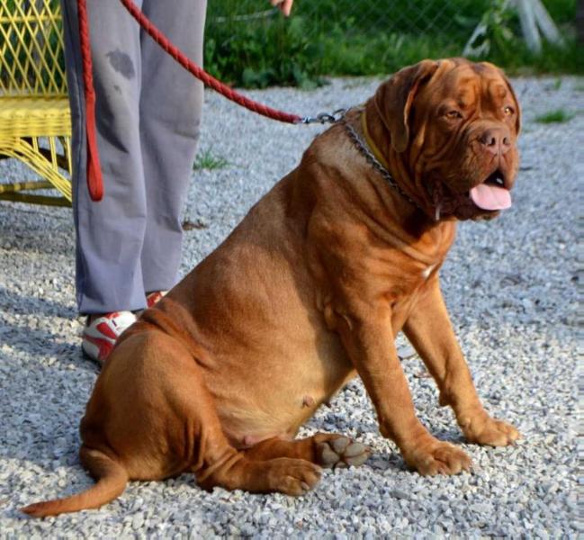 Unique Nil Quantum Libet | Dogue de Bordeaux 