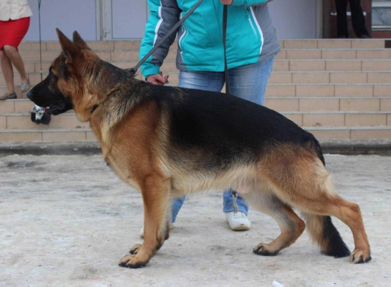 Saftar Steit Kenobi | German Shepherd Dog 