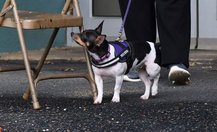 Aspen's Gunpowder And Lace | Teddy Roosevelt Terrier 