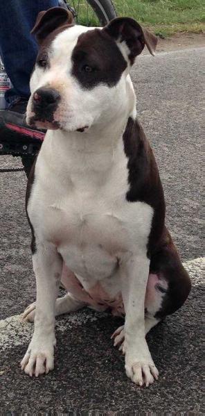 El Cubo Blanco Amnézia | American Staffordshire Terrier 