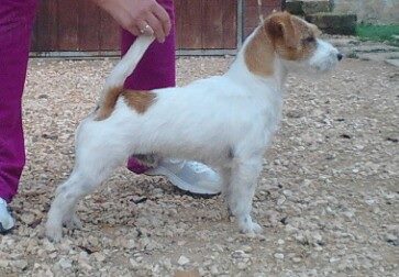 Dudus magor | Jack Russell Terrier 