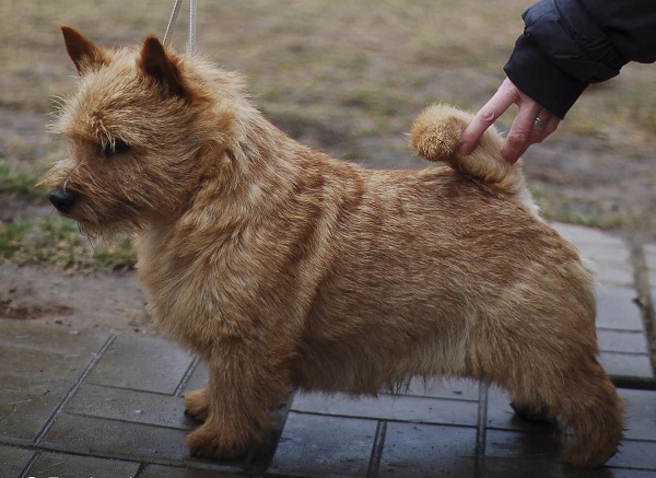 Ragus Royal Tweed Brait Nouz | Norwich Terrier 