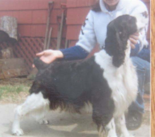 Lily Of The Valley Of Karmen | English Springer Spaniel 