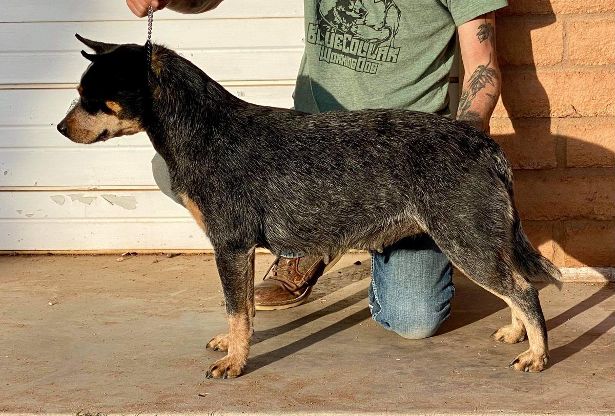 Sorhi Svart Varg's Bla Gudinna | Australian Cattle Dog 