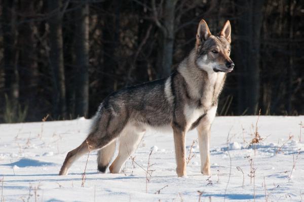 Arimminum Mystic Dude | Czechoslovakian Wolfdog 