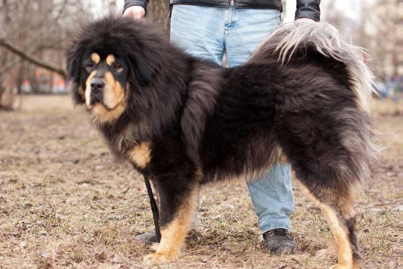 ROB ROY MAHATMA-LA | Tibetan Mastiff 