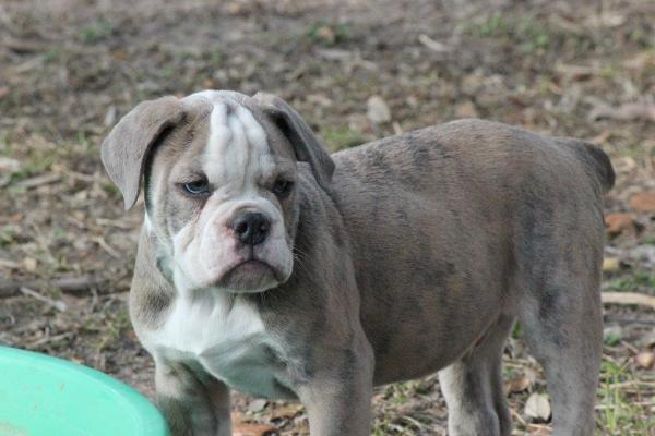 Joyful Acres' Rambo | Olde English Bulldogge 