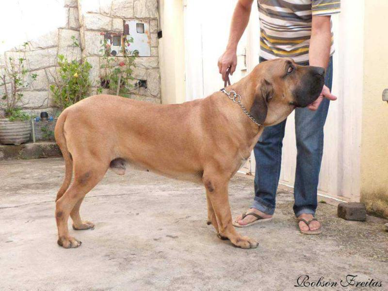 Zeus do Passo do Trem | Fila Brasileiro 