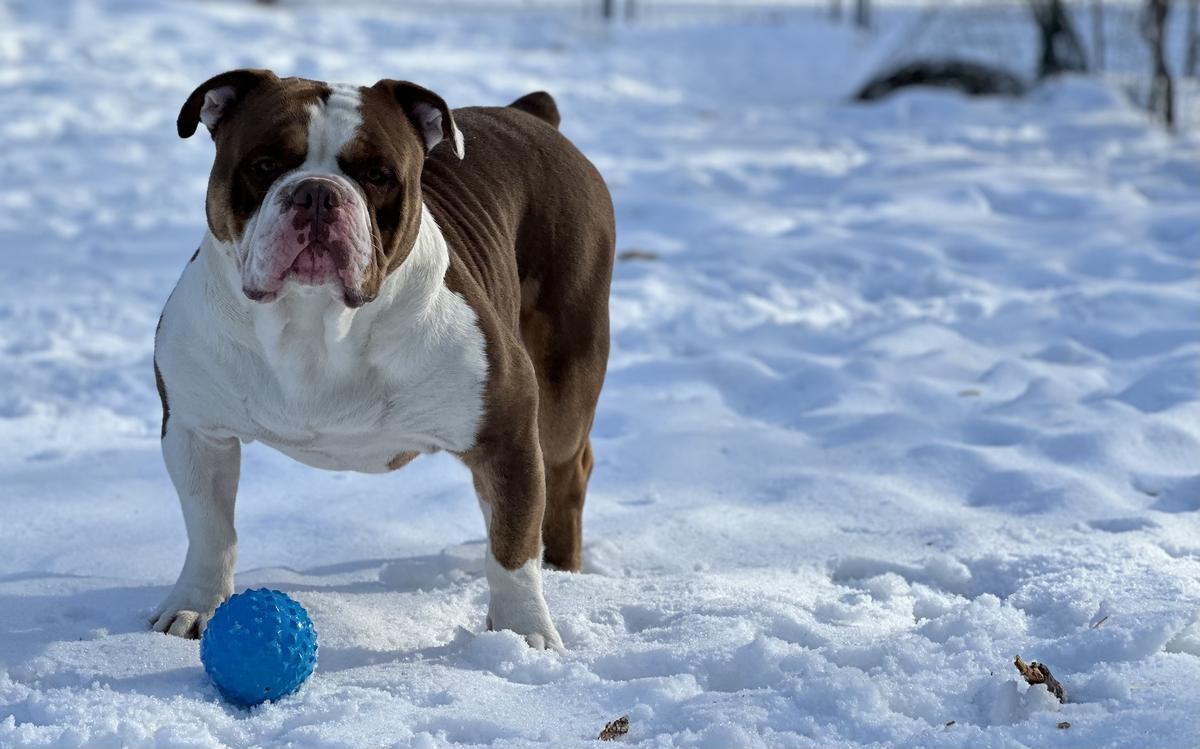 Khaos’ What’s Shakin Bacon | Olde English Bulldogge 