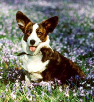 Blodeuwedd Lisiura | Cardigan Welsh Corgi 