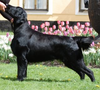 Comics Blue Night In Acapulco | Flat-Coated Retriever 