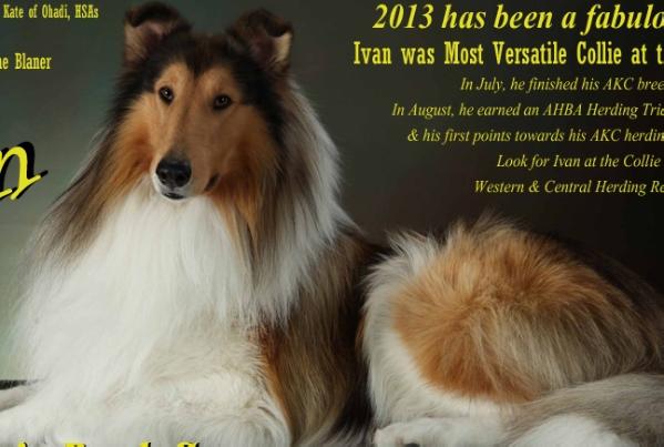 Ability's Rock Star | Rough Collie 