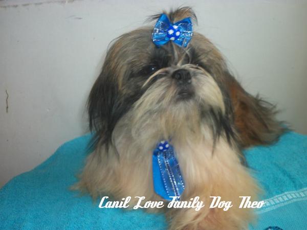 Theo Love V.L.J. | Shih Tzu 