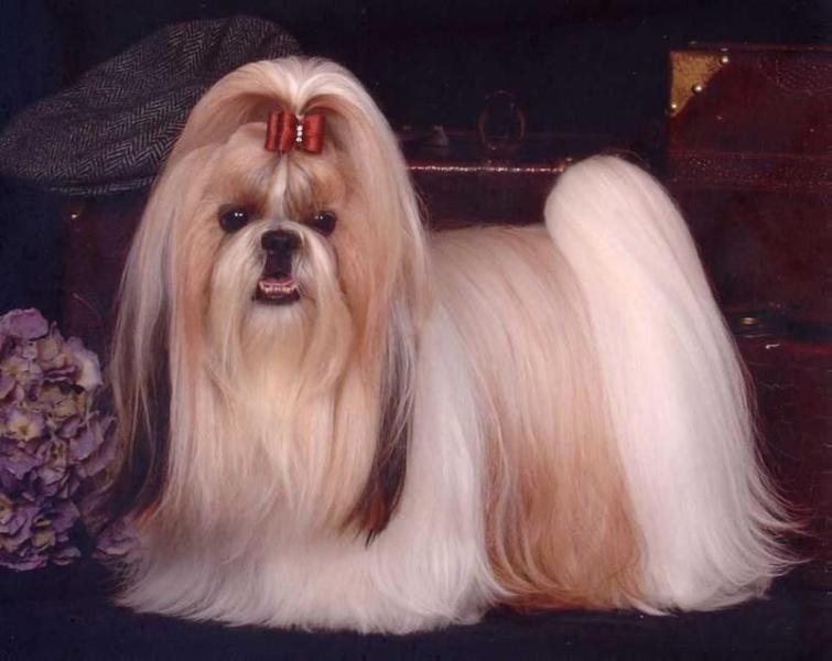 Ningsia's Jazz 'N Tiande Too | Shih Tzu 