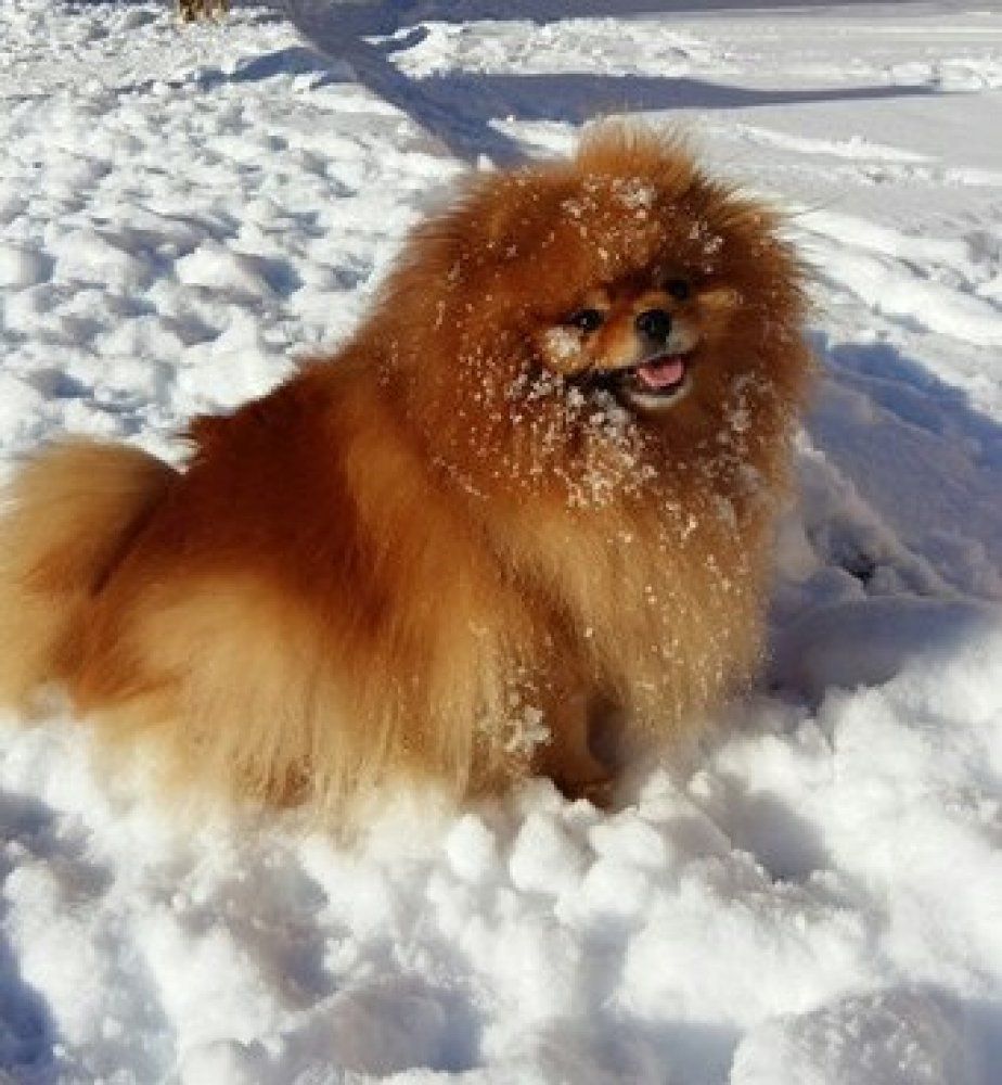 Barbara Teffi | Pomeranian 