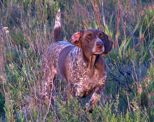 BHULISA TREKKERS FLIGHT | German Shorthaired Pointer 