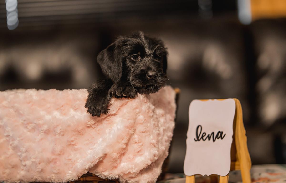 Lena Von Prufenpuden | Giant Schnauzer 