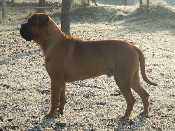 Good Year des Jardins d'Atlantis | Bullmastiff 