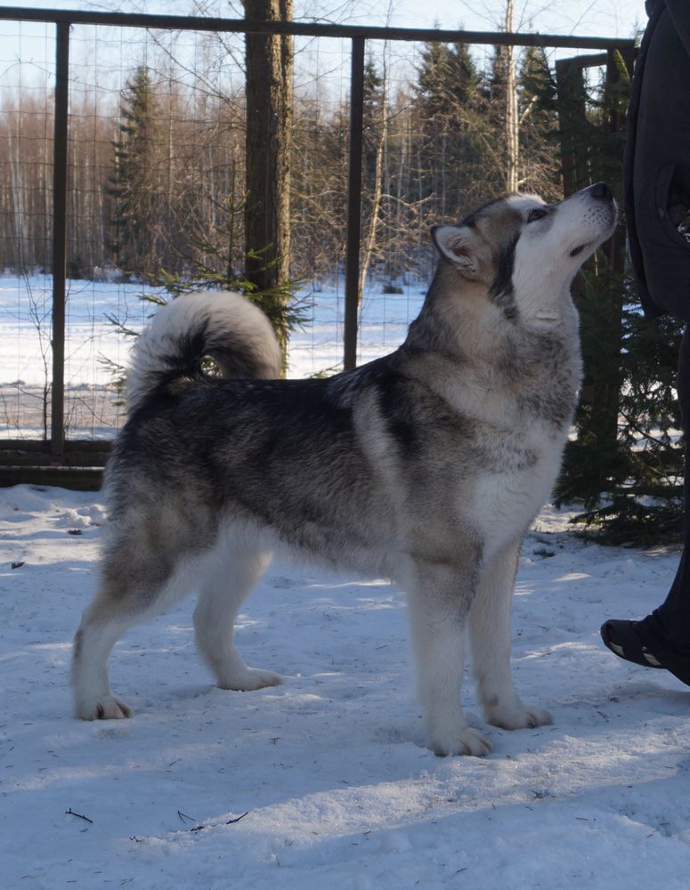 Zadun Caramel Chupa Chups | Alaskan Malamute 