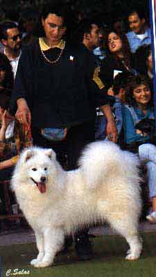 Risa Polar de Villaodon | Samoyed 