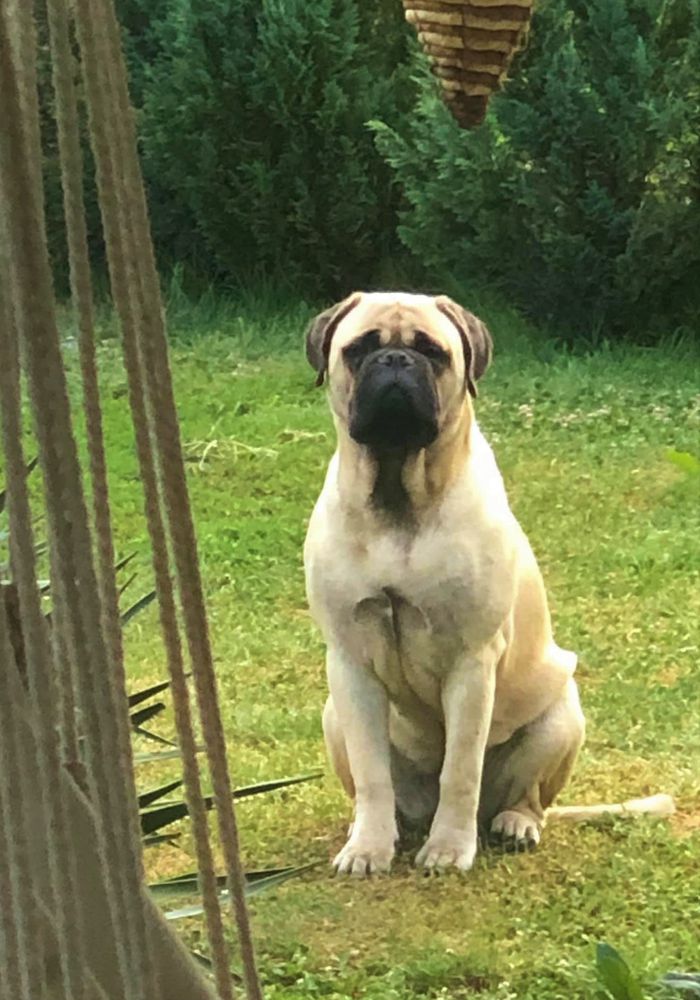 Tadaka Bull Take It Easy | Bullmastiff 