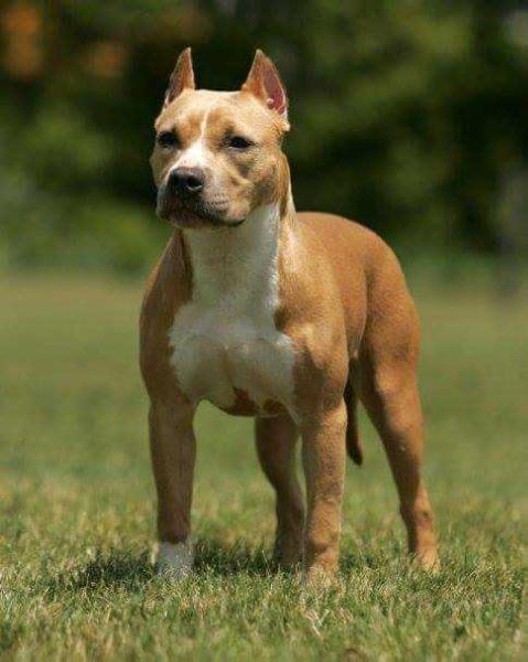 Krohn's Still Smokin' at CPW | American Staffordshire Terrier 