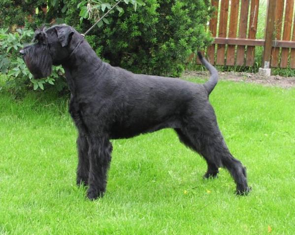 Lp1 Korad Axxa | Giant Schnauzer 