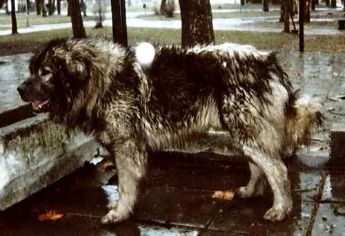 BUCO JR Sp 72953 | Yugoslavian Shepherd Dog-Sarplaninac 