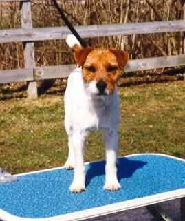 Howlbeck Lazy Daisy | Parson Russell Terrier 