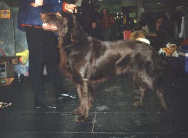 Brown Keston of Varingo | Flat-Coated Retriever 