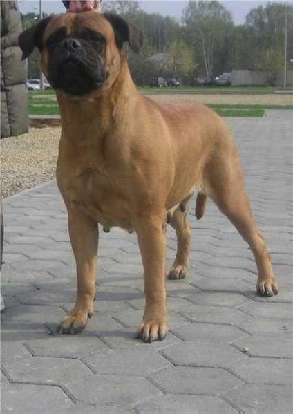 Bull Strong Barby Girls | Bullmastiff 