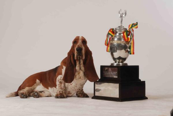 Kataklo Sir Galahad | Basset Hound 