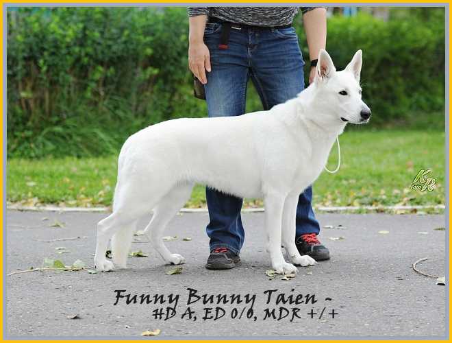 Funny Bunny Taien | White Swiss Shepherd Dog 