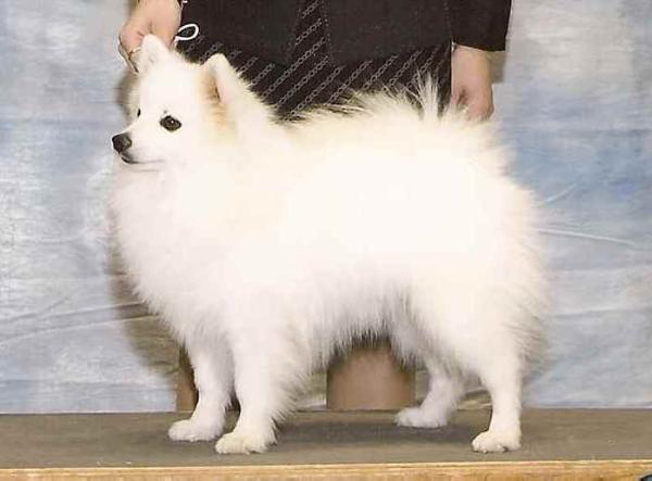 Frostiwyt Kracker Jax | American Eskimo Dog 