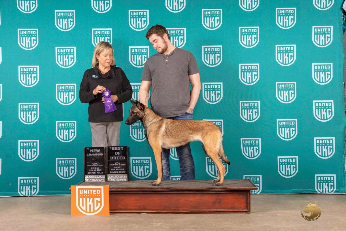 Lykos’ Word Travels Fast | Belgian Malinois 